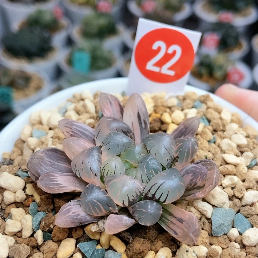 【闪购商品】22冰灯锦
