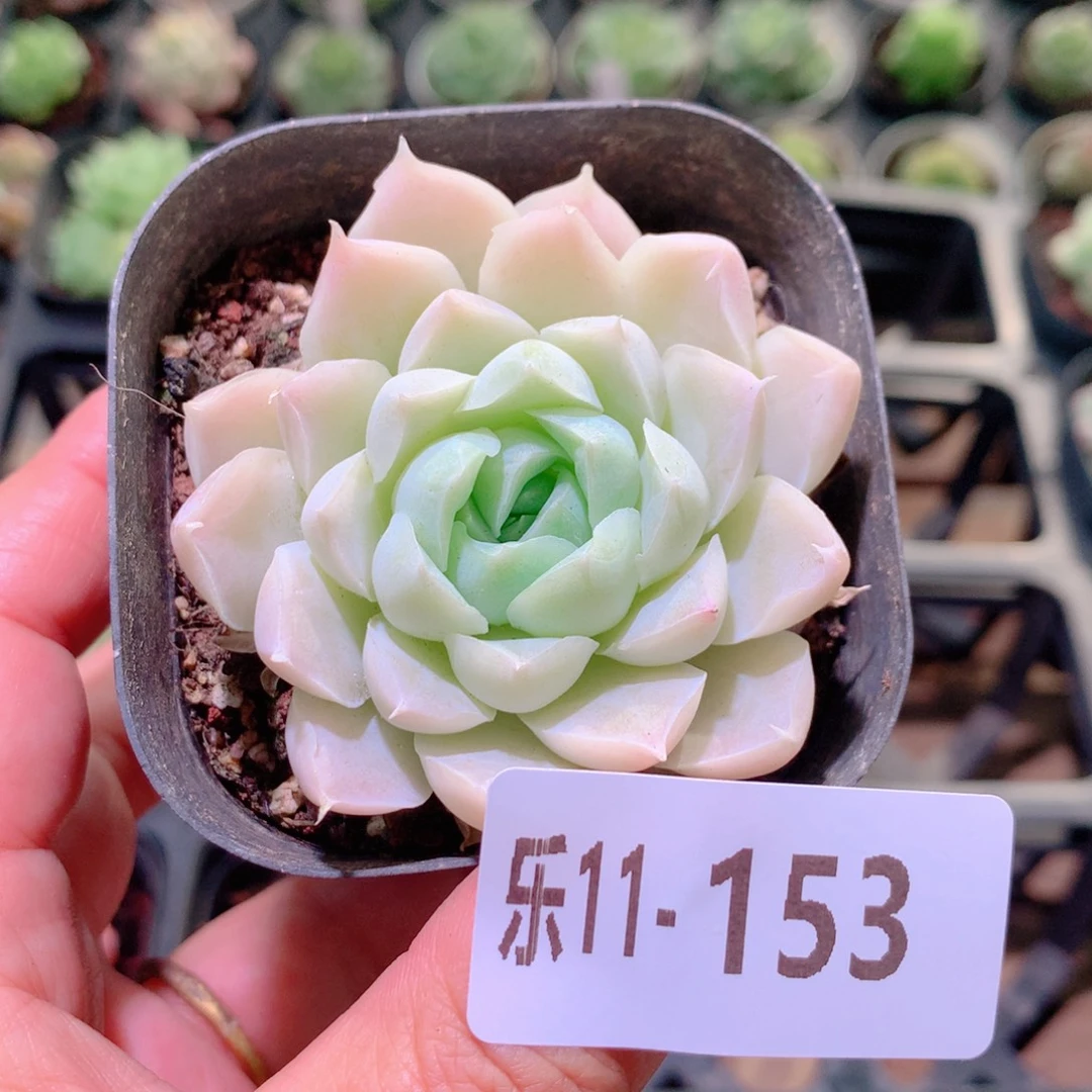 乐然11-153 白月影