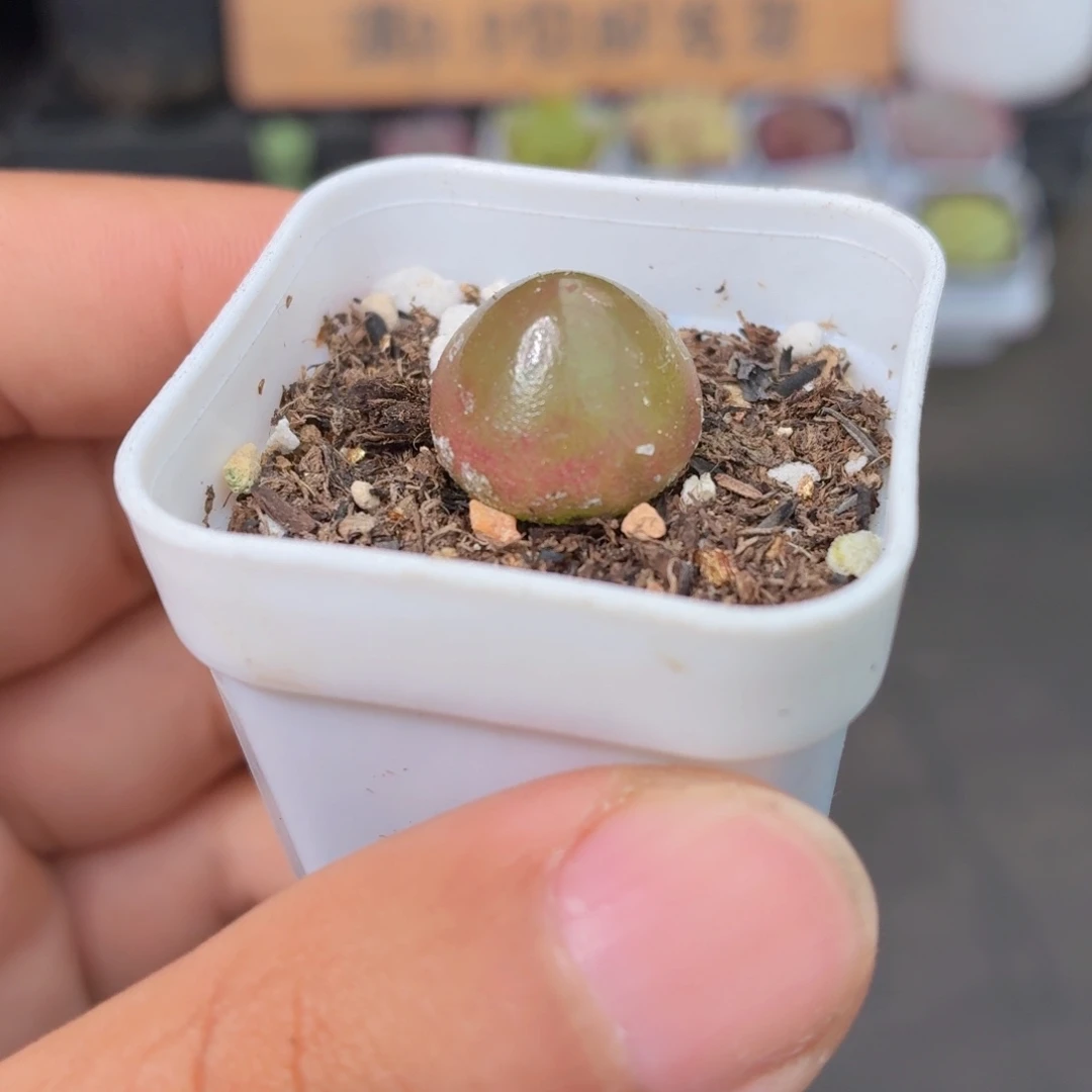 灯泡多肉9.9包邮发货