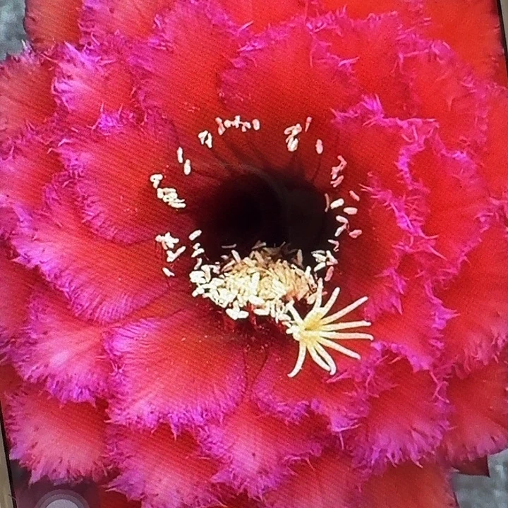 五花牛侧芽5公分毛花柱