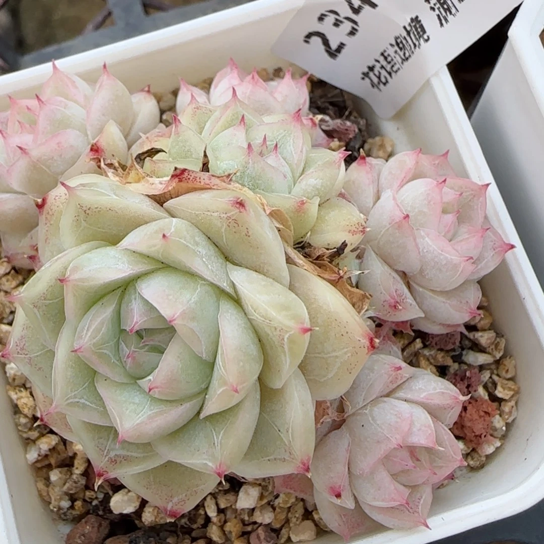 花语逸镜0310-234散