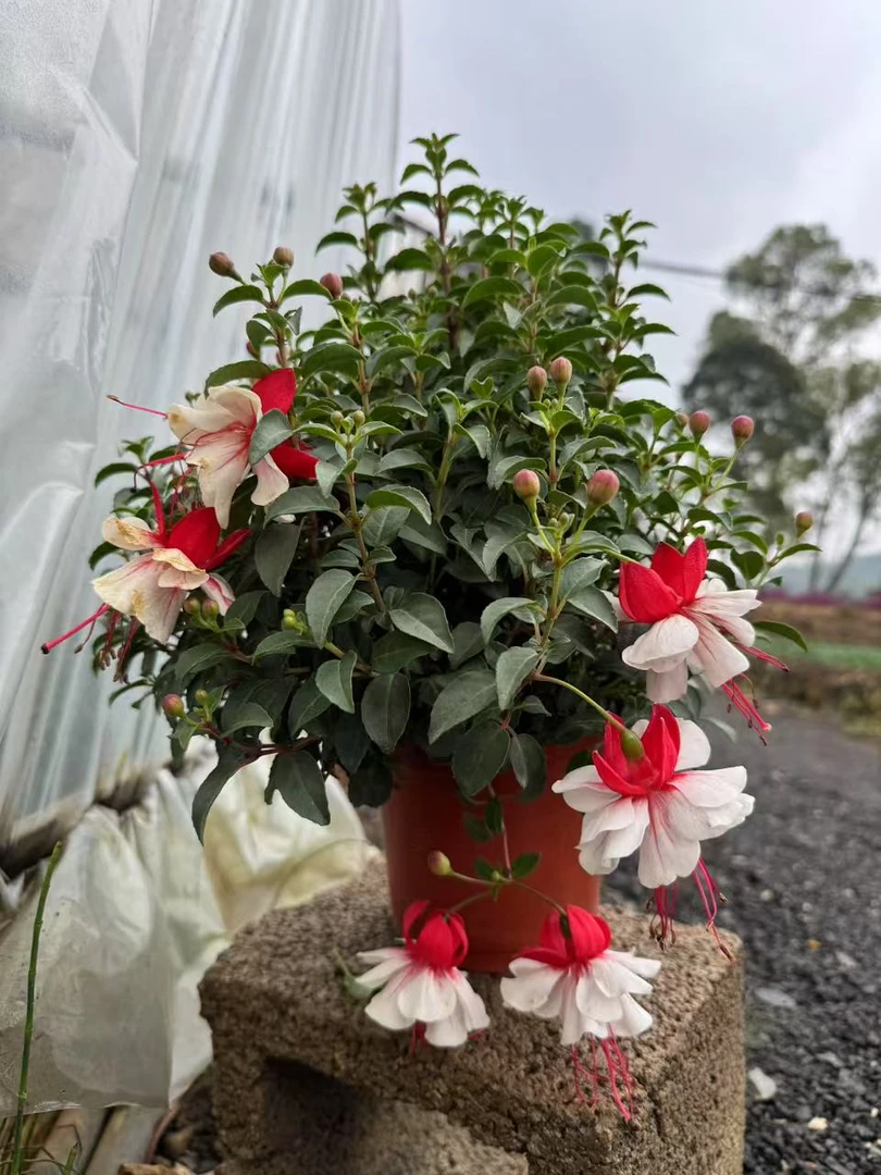 『一物一拍』带花苞重瓣大花倒挂金钟灯笼花盆栽好养花卉四季开花