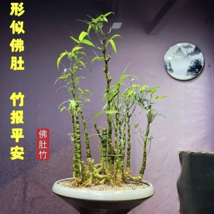 罗汉竹石楠花佛肚竹盆栽老桩室内外绿植四季常青矮化竹子盆景好养