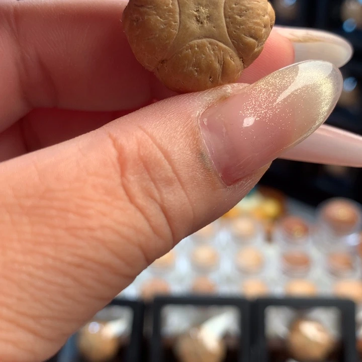 凤眼菩提吊坠马*