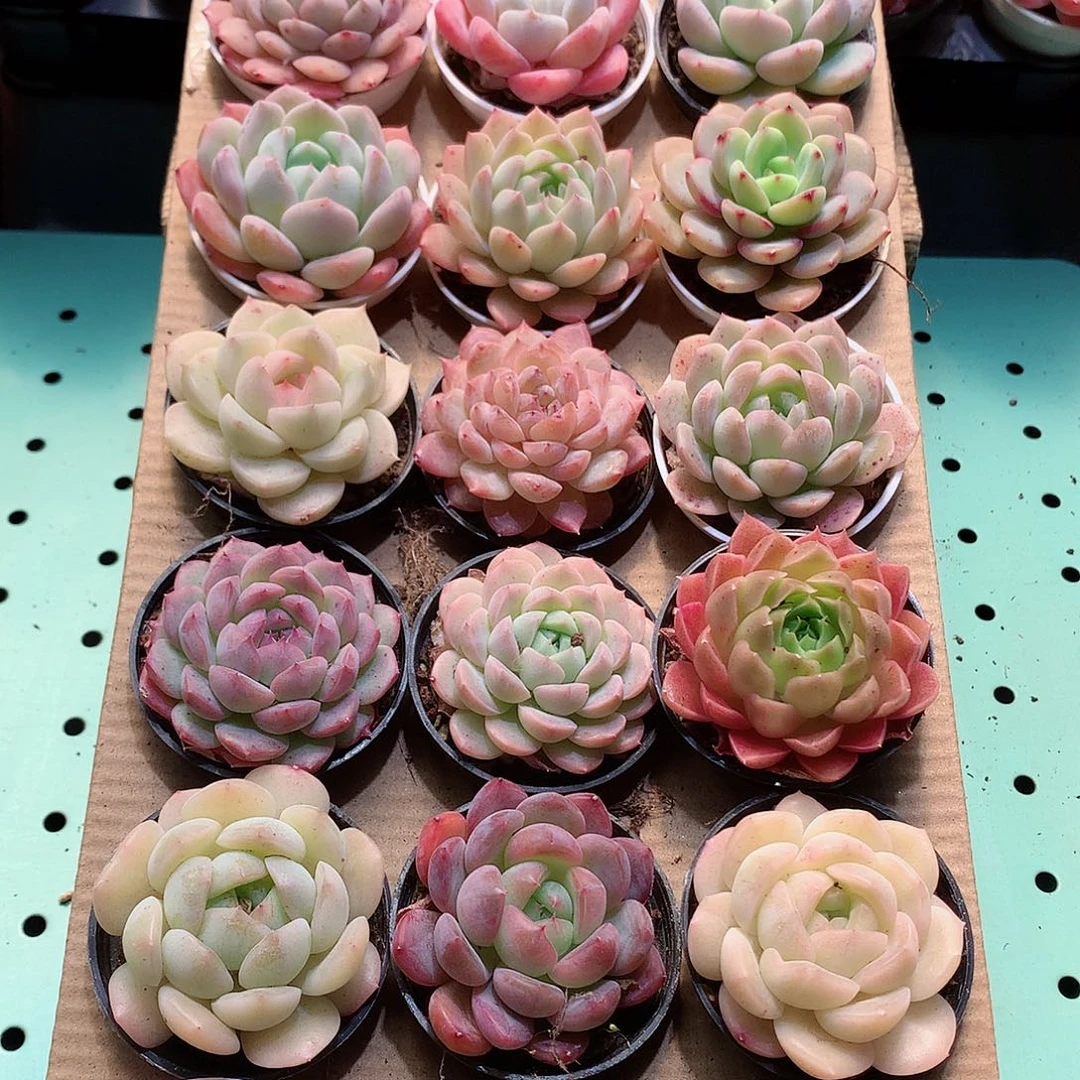 10-量拍品质保证带盆18颗19.9米