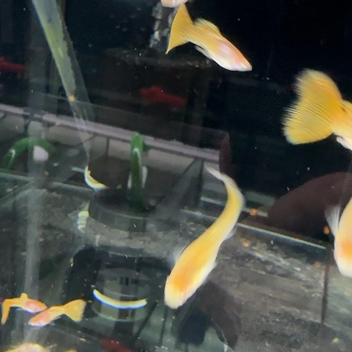 孔雀鱼金属黄蕾丝3对啥1对