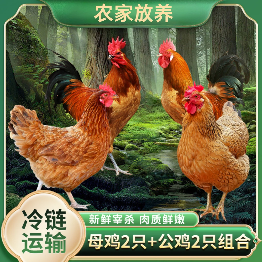 【胖丫4】组合装 2只2年母鸡➕赠2只公鸡  4只总净重10斤