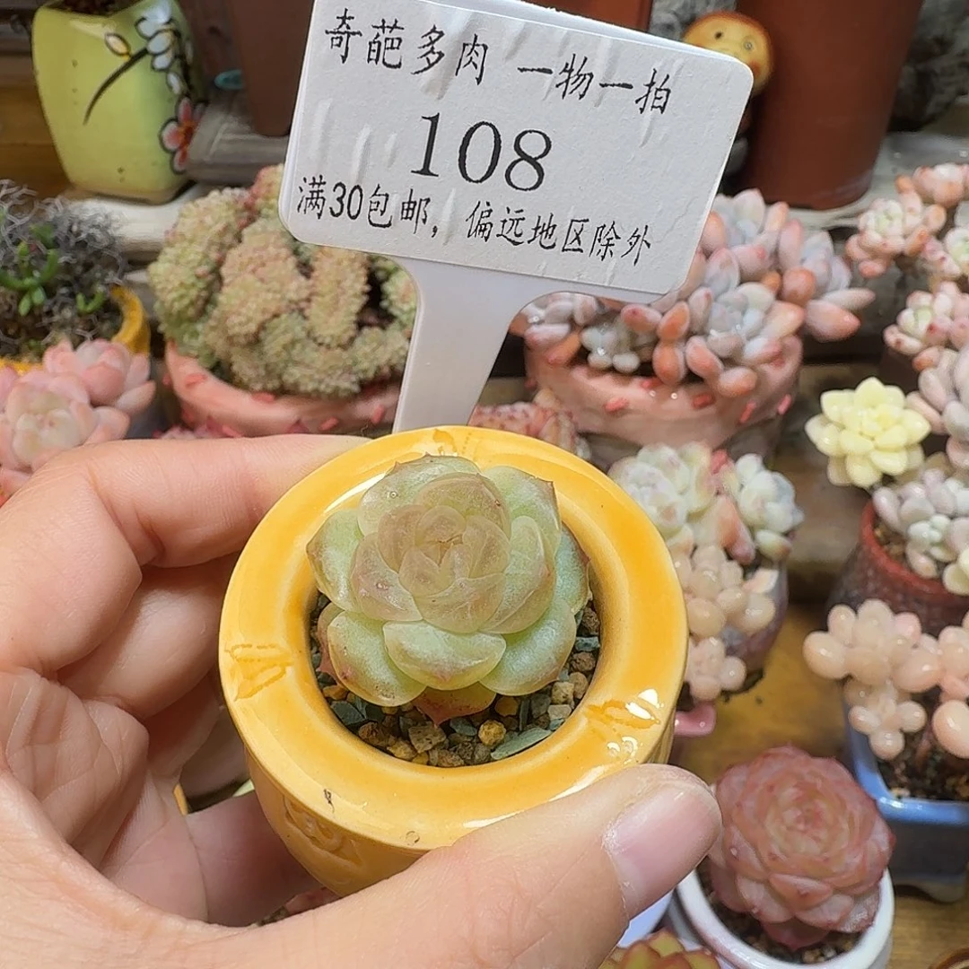 108 多肉含盆土 30元包邮除偏远