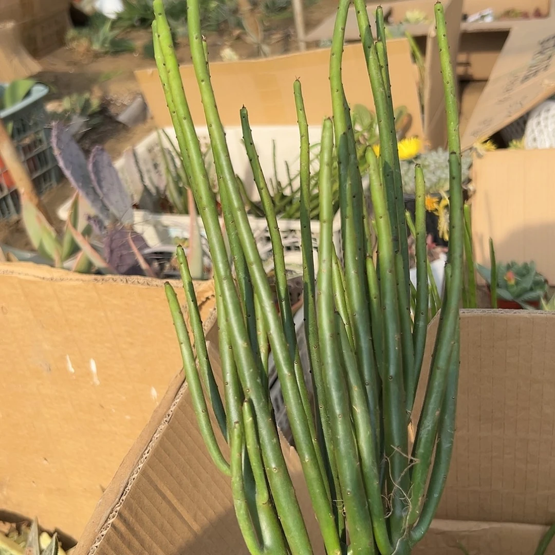 多肉植物光棍树群