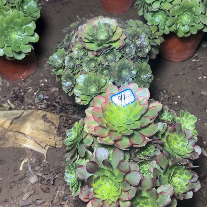 多肉植物两个断枝不包91