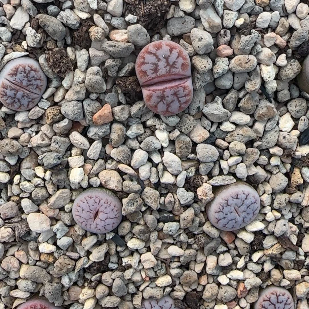 二蜕雪岚开播福利一颗