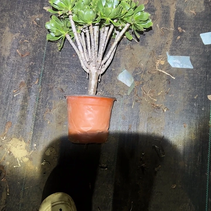 不包侧枝一物一拍152