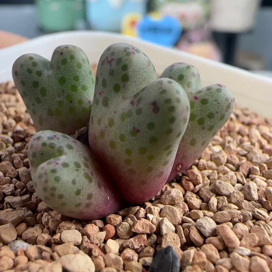 0152/955d斑马/四头/