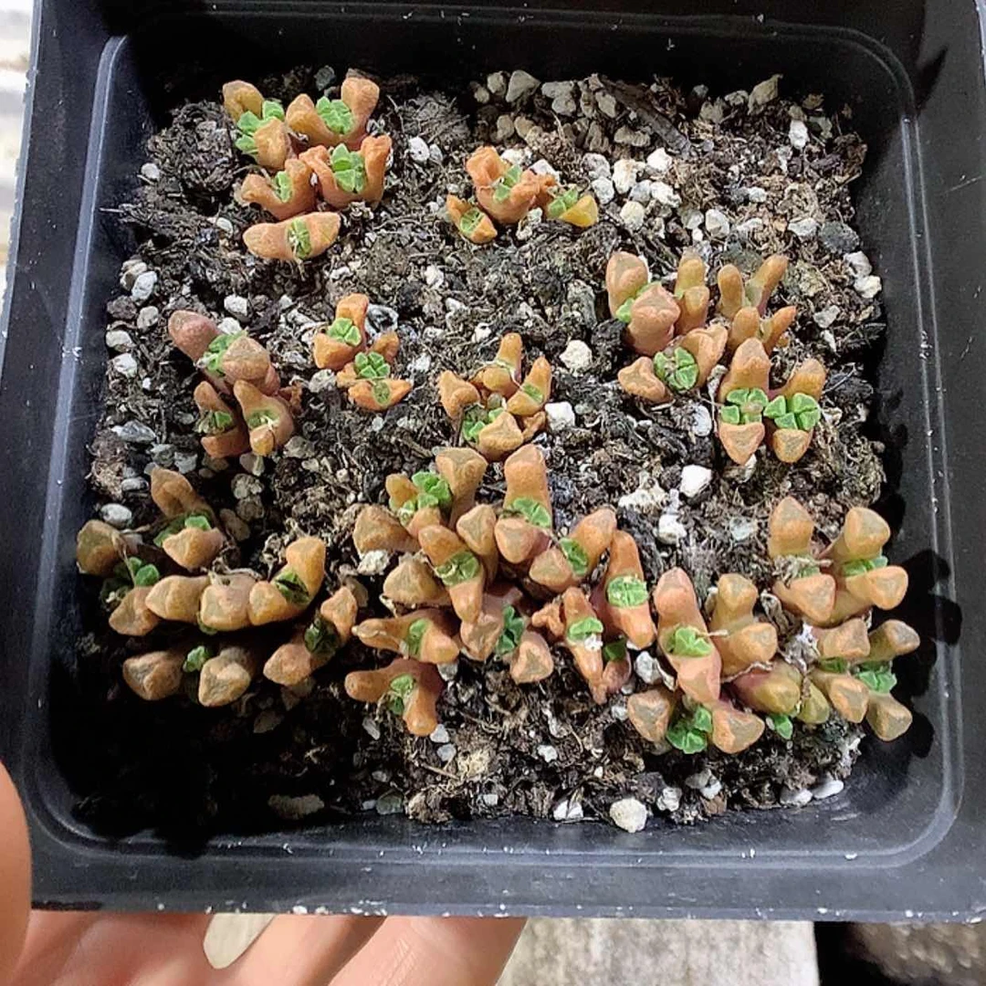 【闪购商品】2-3-52 火柴1盆 52带盆