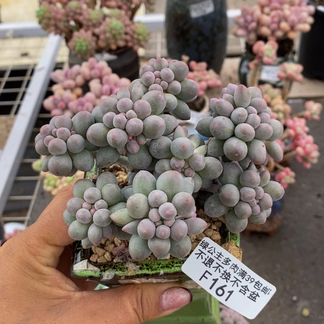 香水手指161/10c m