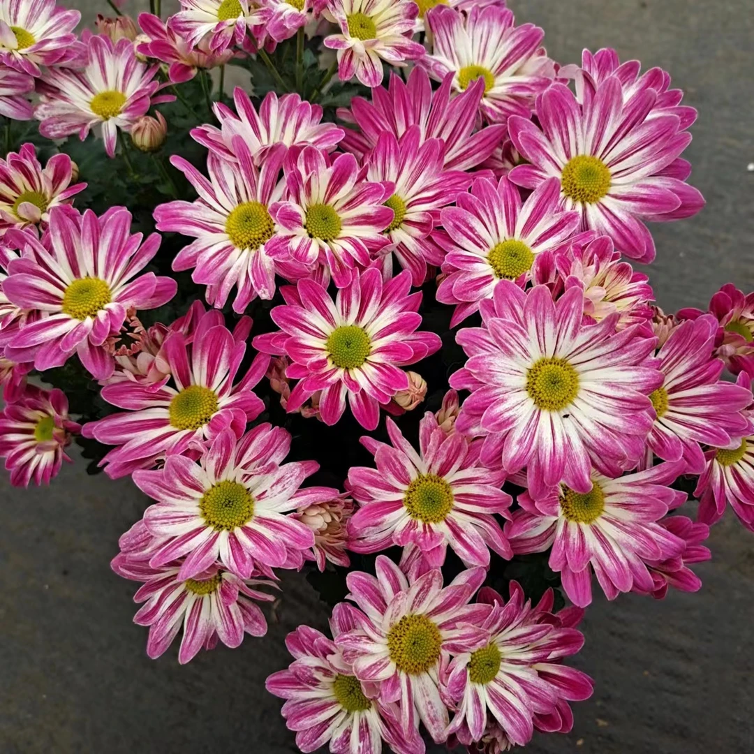 【百变芭蕾】新品荷兰菊 花期长 花量大 高颜值 阳台庭院 易养护