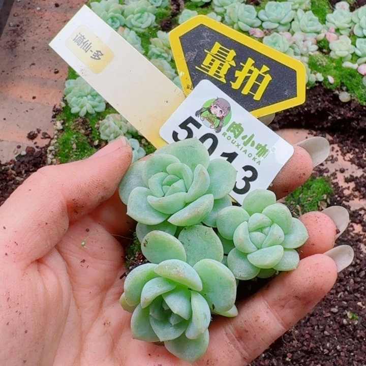 多肉植物多肉植物