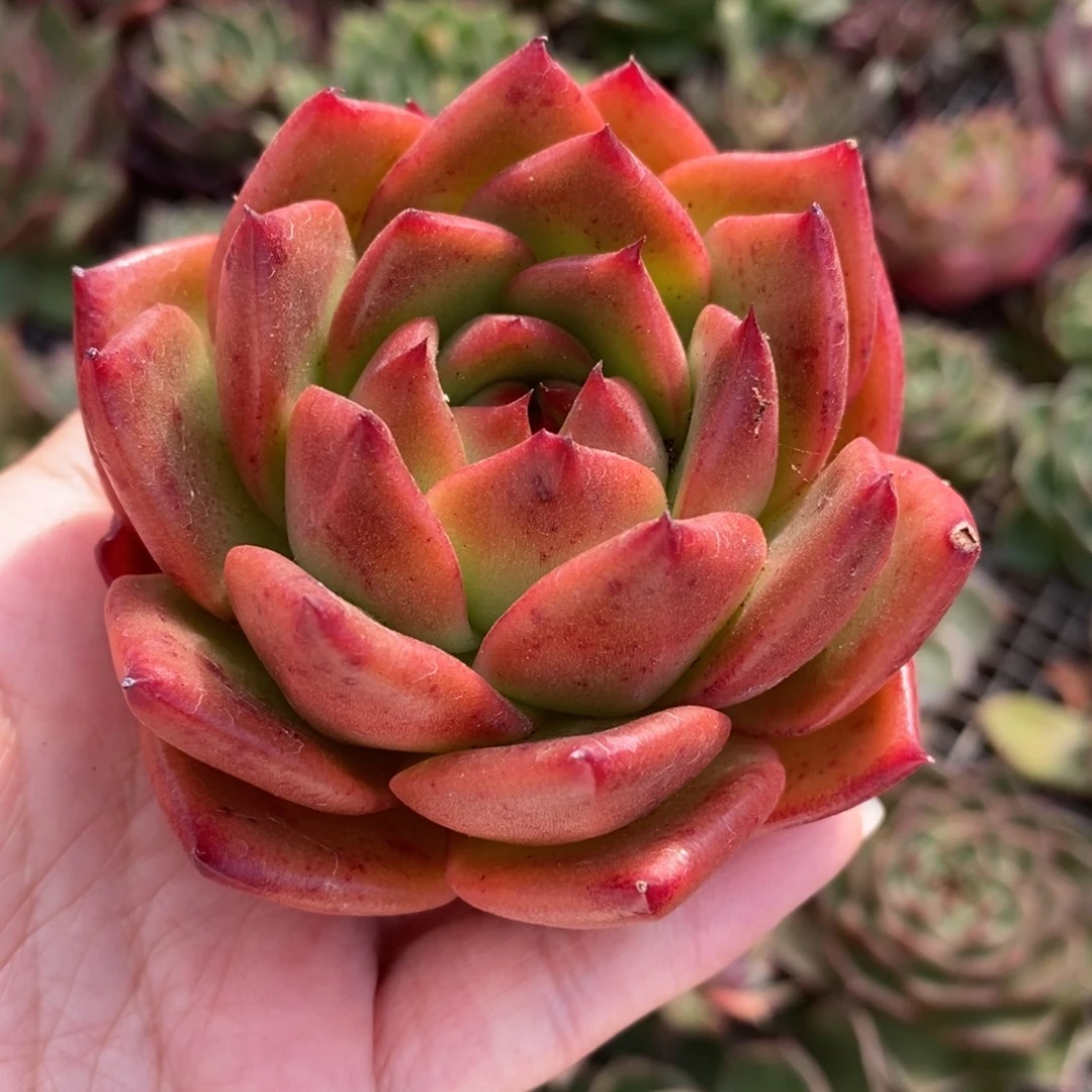 无花朵橘色多肉植物