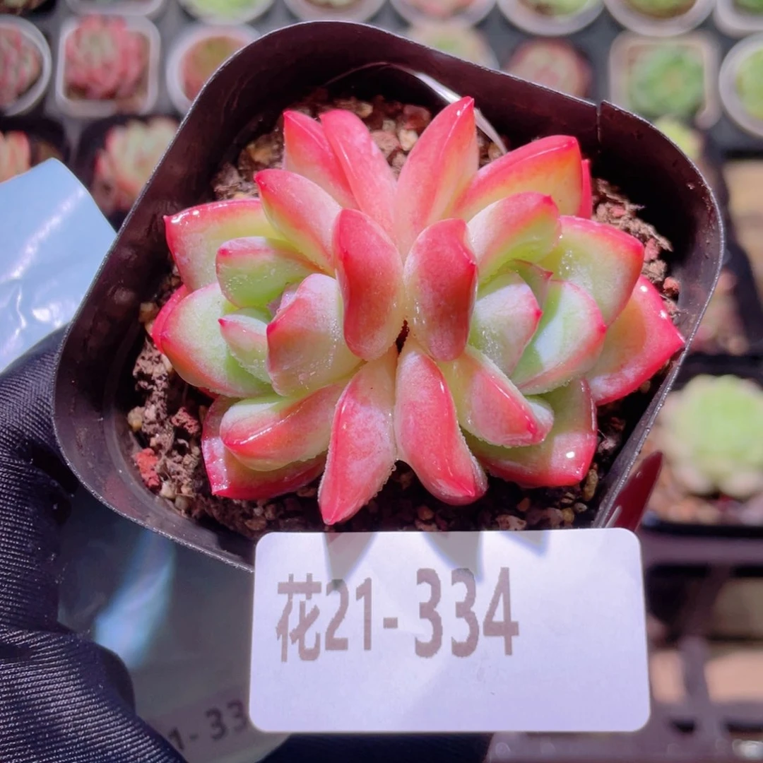 花利美21-334草莓泡芙