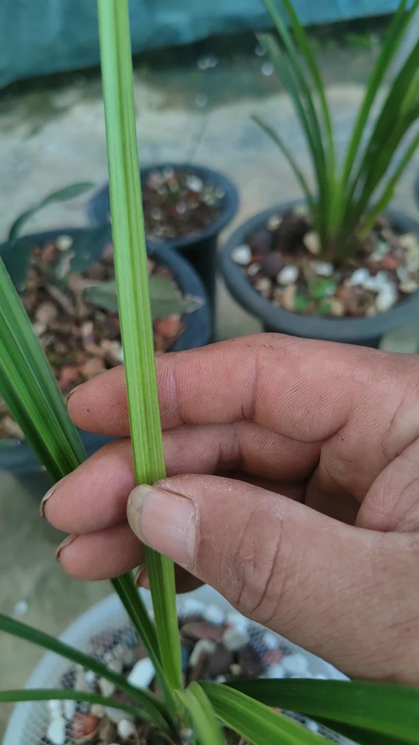 精品蕙兰花盆绿植惠兰兰花艺草老朵云裸根发货