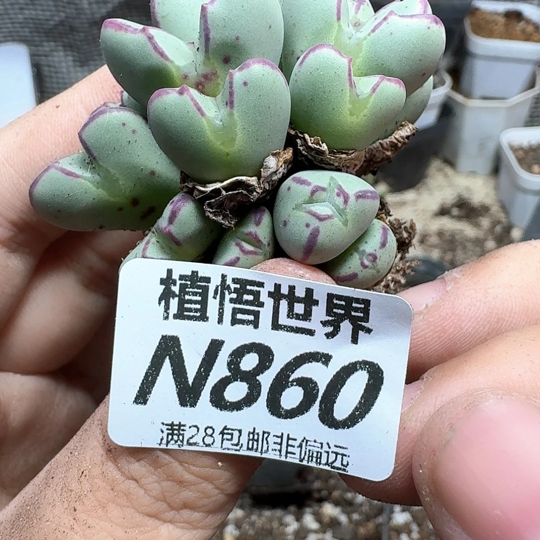 多肉植物的润泽法v