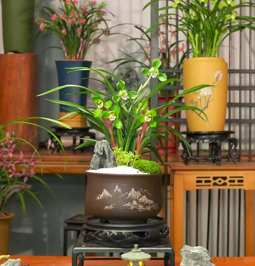 春兰铭品【大富贵】带花苞兰花带盆栽种好室内室外好养兰花盆栽