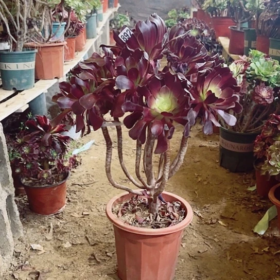 892欧紫老桩法师