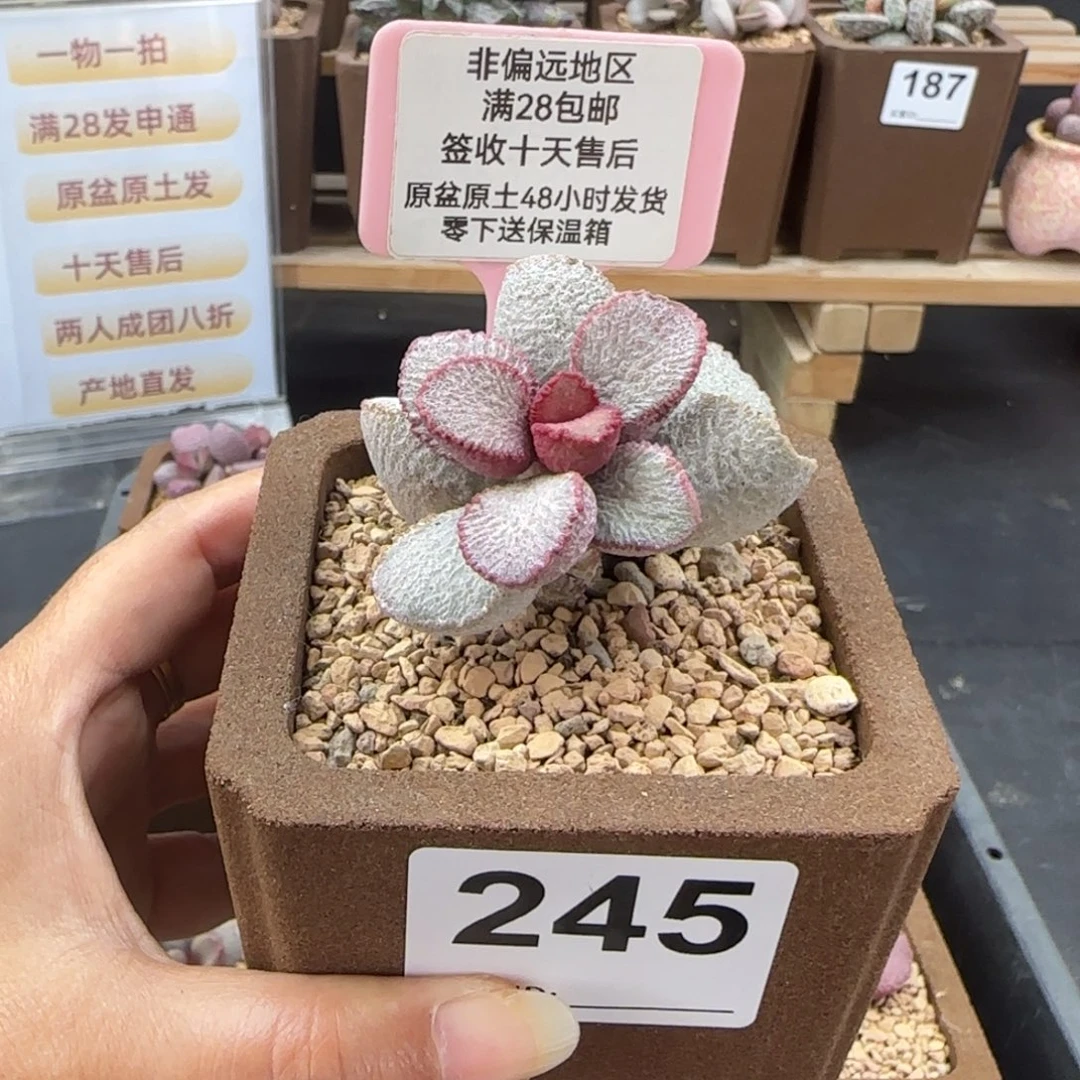 ****巫245圣姬微瑕多肉植物