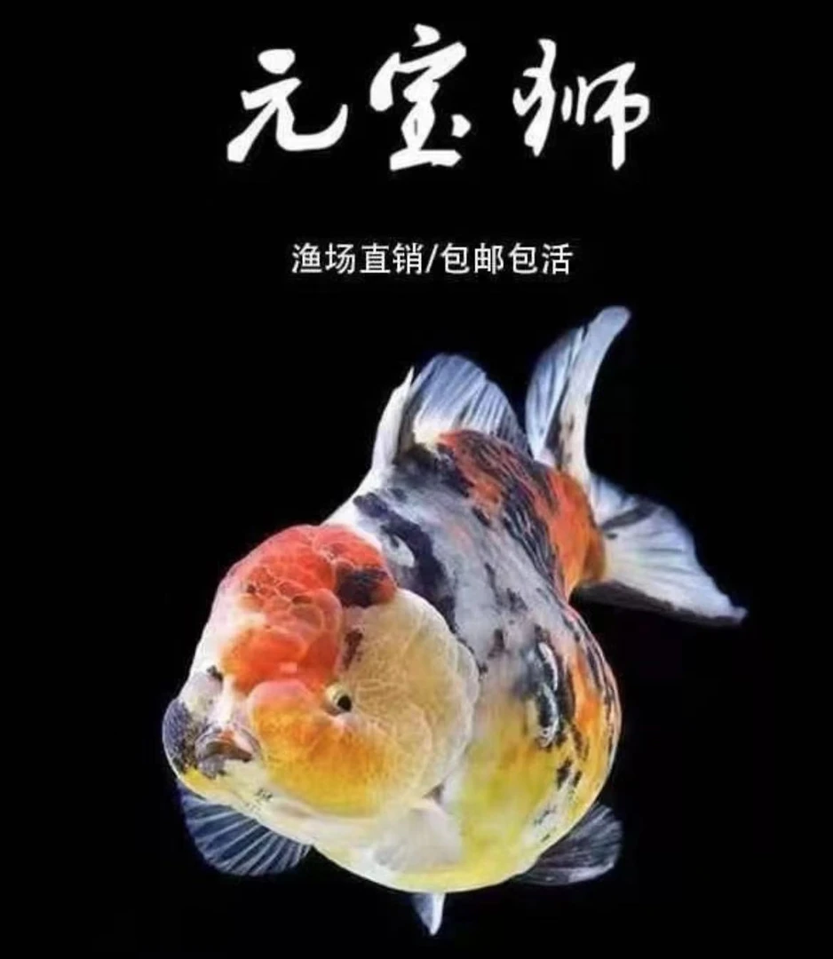 泰狮元宝百褶玛丽金鱼易养包邮
