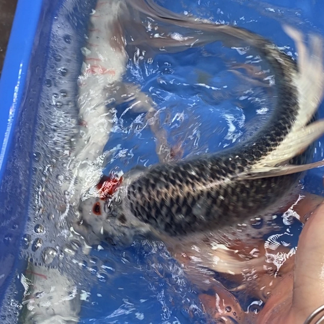 锦鲤冷水锦鲤包邮
