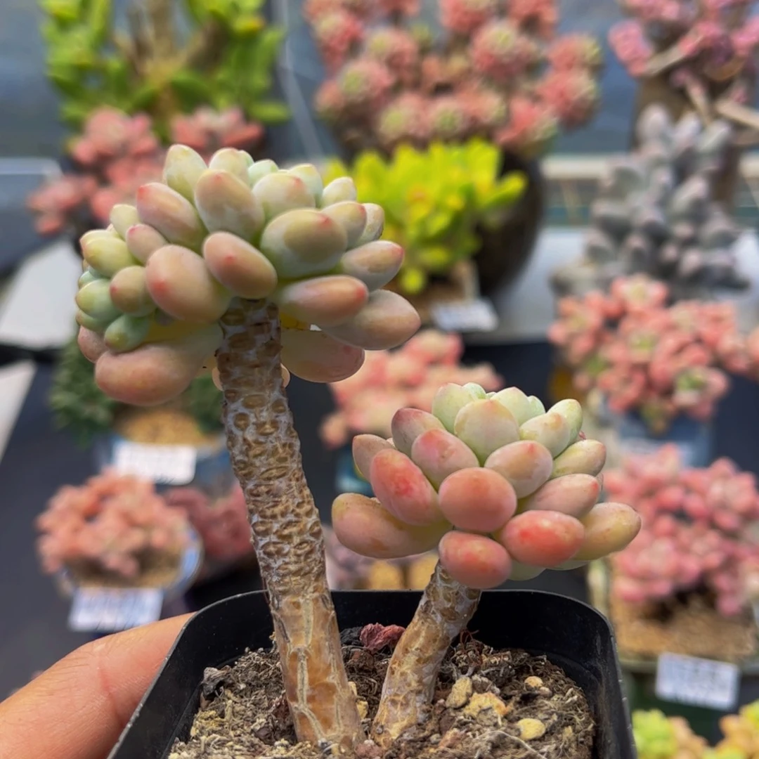 199-鱼子酱多肉5cm