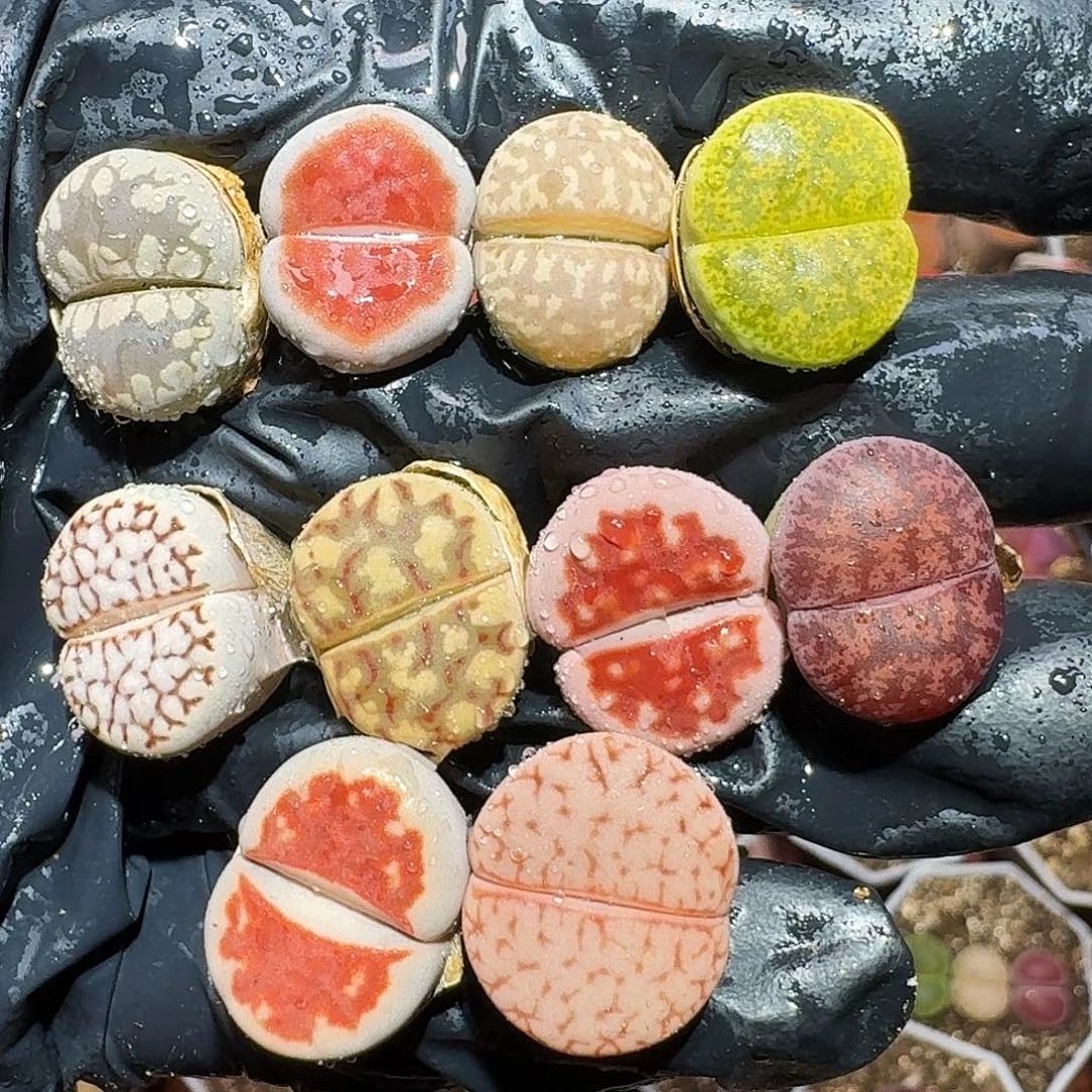 生石花111111111。    172