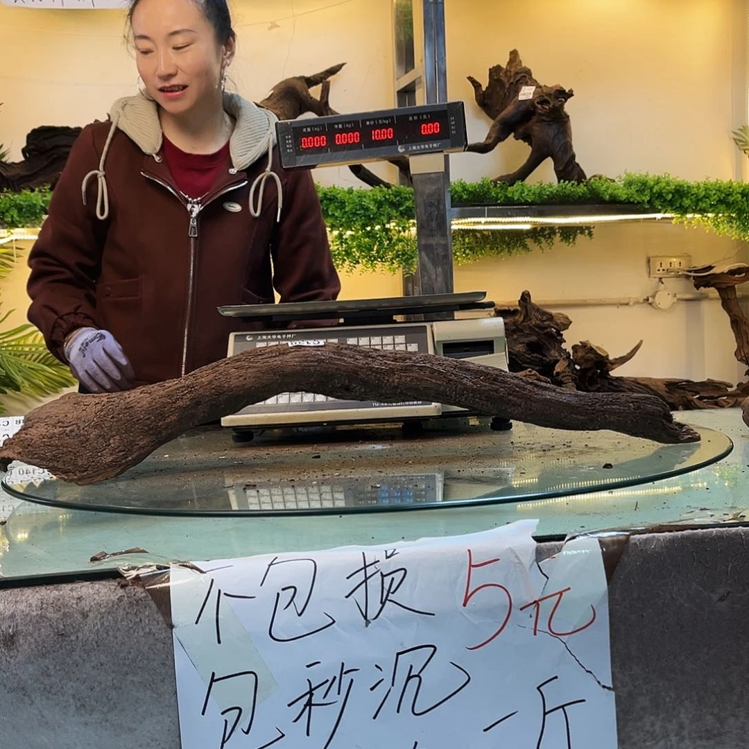 柚木好**啊沉木鱼缸造景