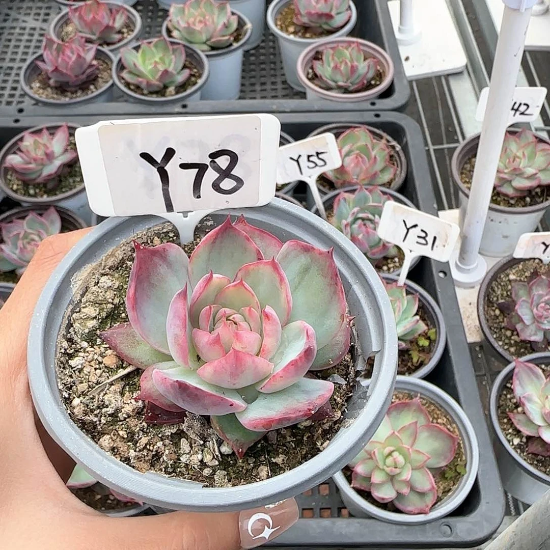 熊***毛惊鸿仙子Y78多肉