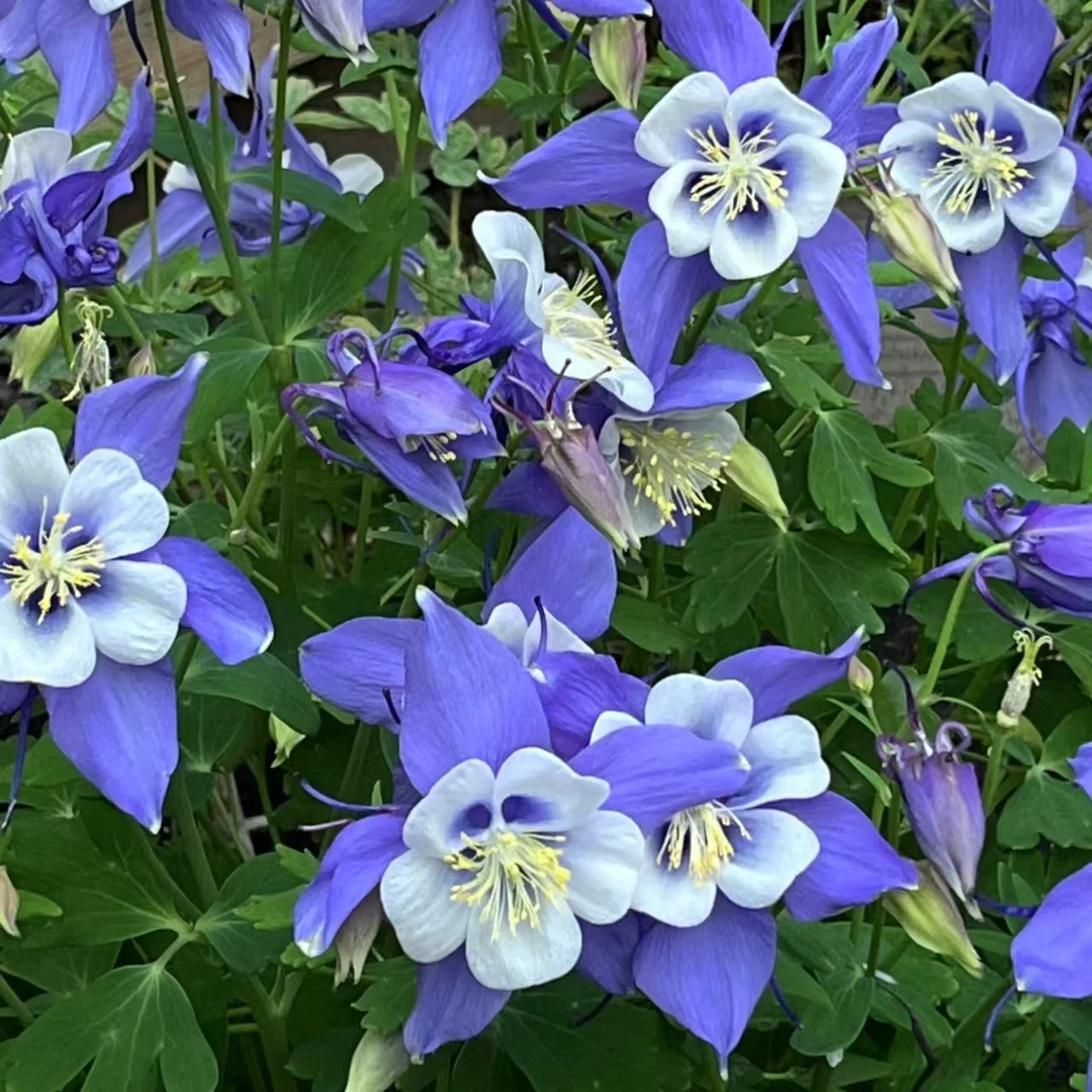 【耧斗菜】110口径盆（四盆包邮）多年生四季开花宿根花境植物