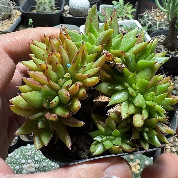 167黄金玛利亚缀化脱土发货一个随机