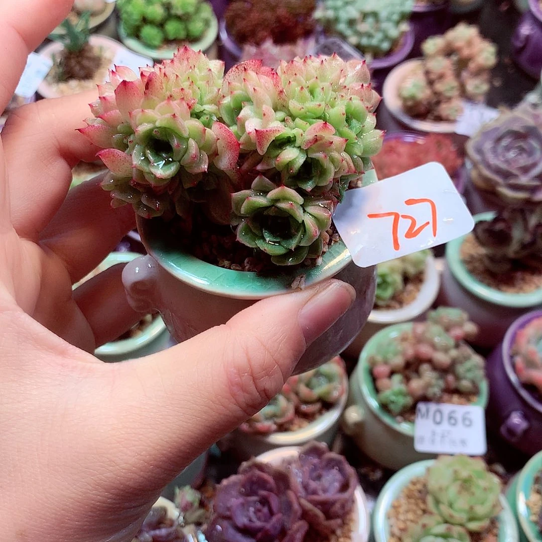 精控拇指盆多肉6.27727