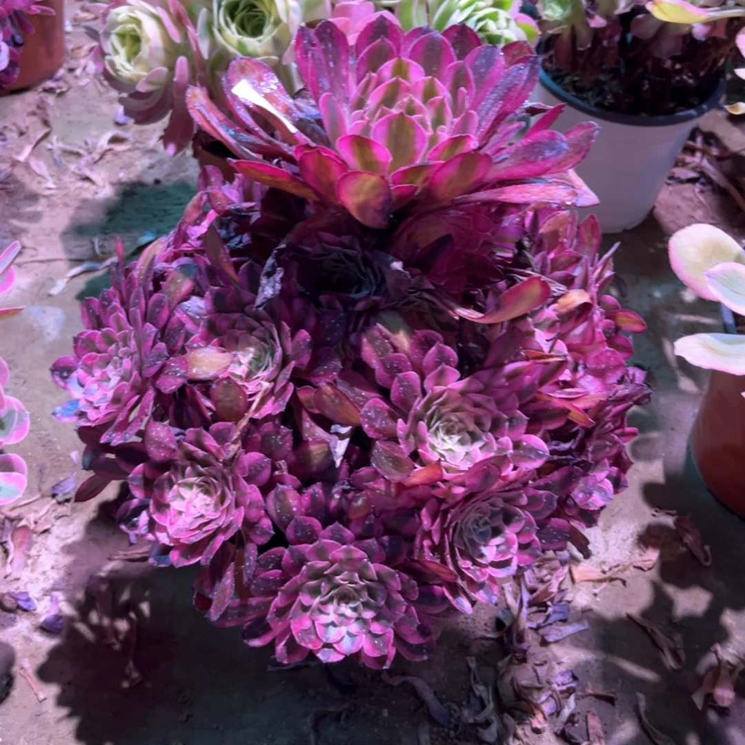 无花朵k****j多肉植物红铜白612