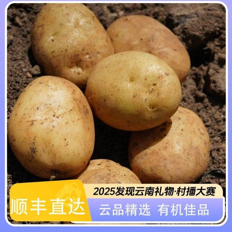(超值!买1.5kg,实发2.5kg)有机黄皮土豆 粉糯香甜 顺丰直达