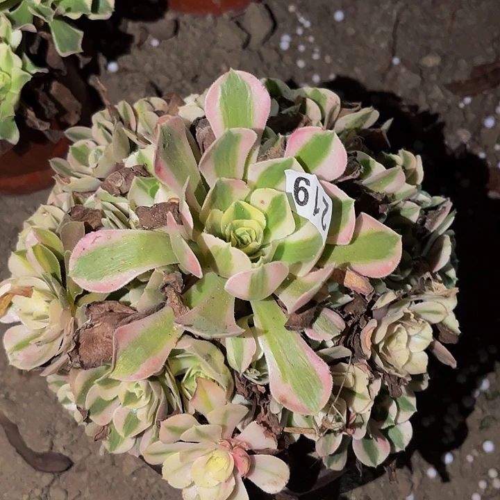 219女神多肉植物不售后