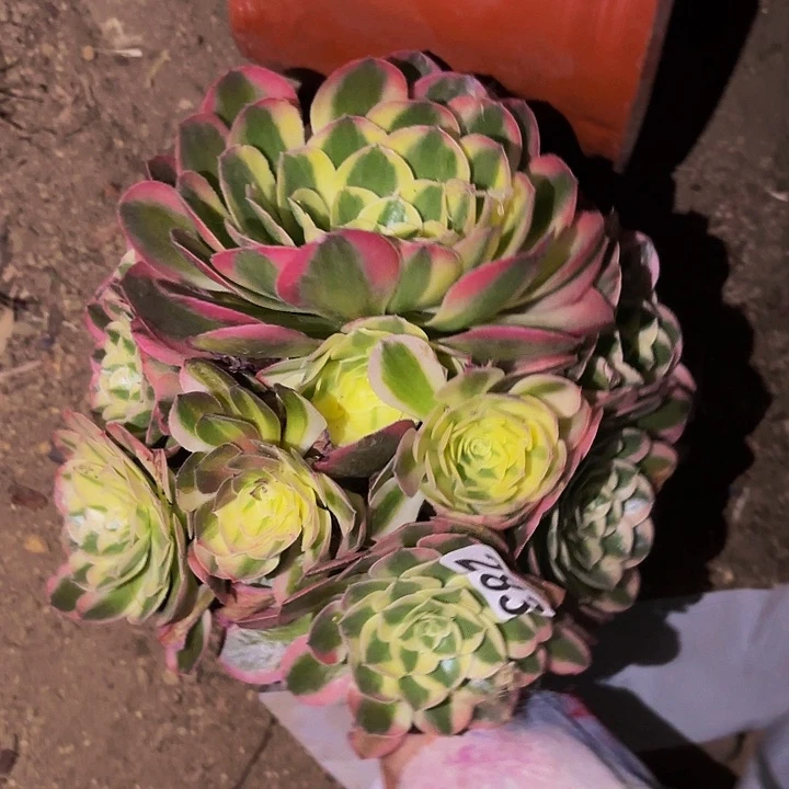 283红楼梦多肉植物