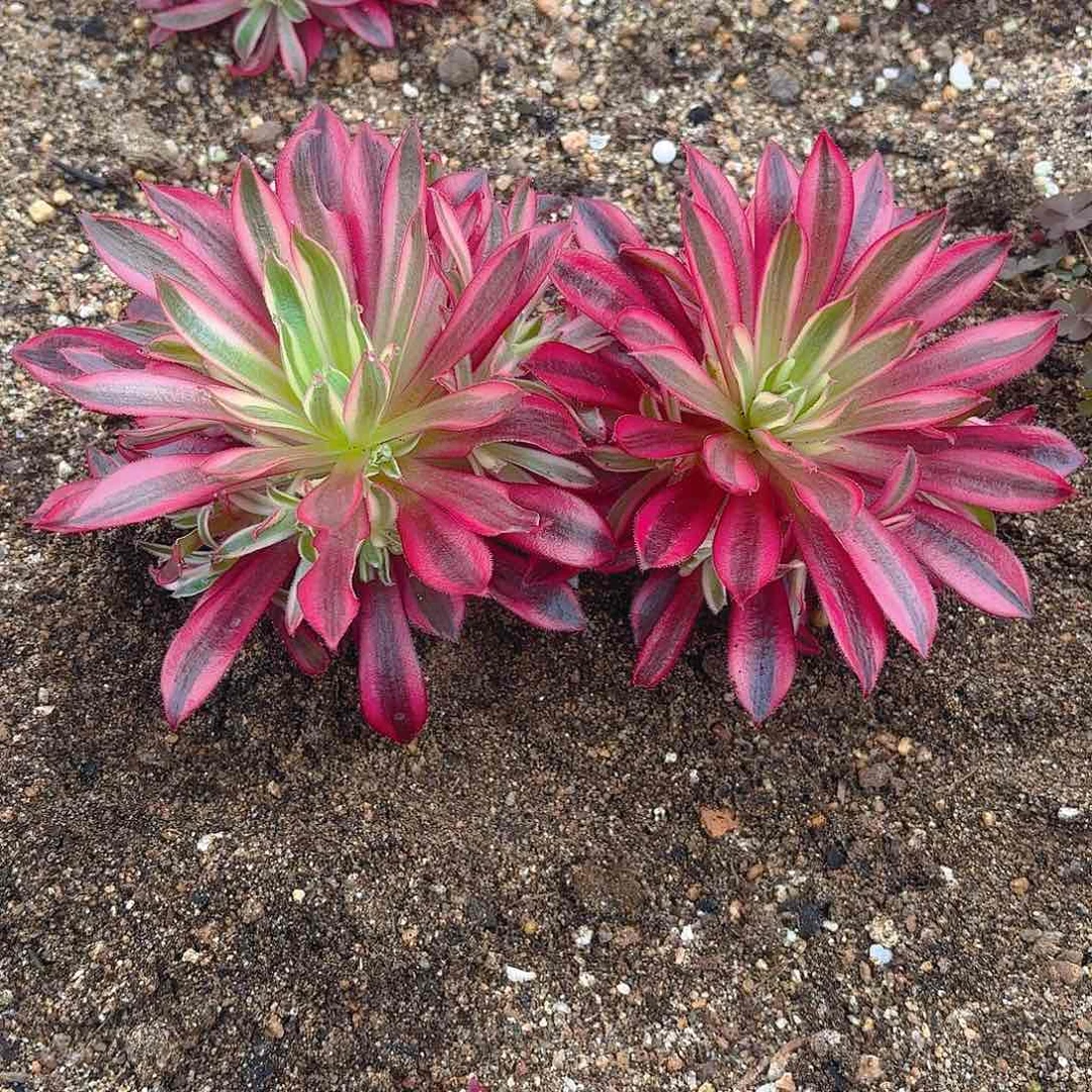 火狐多肉植物两颗