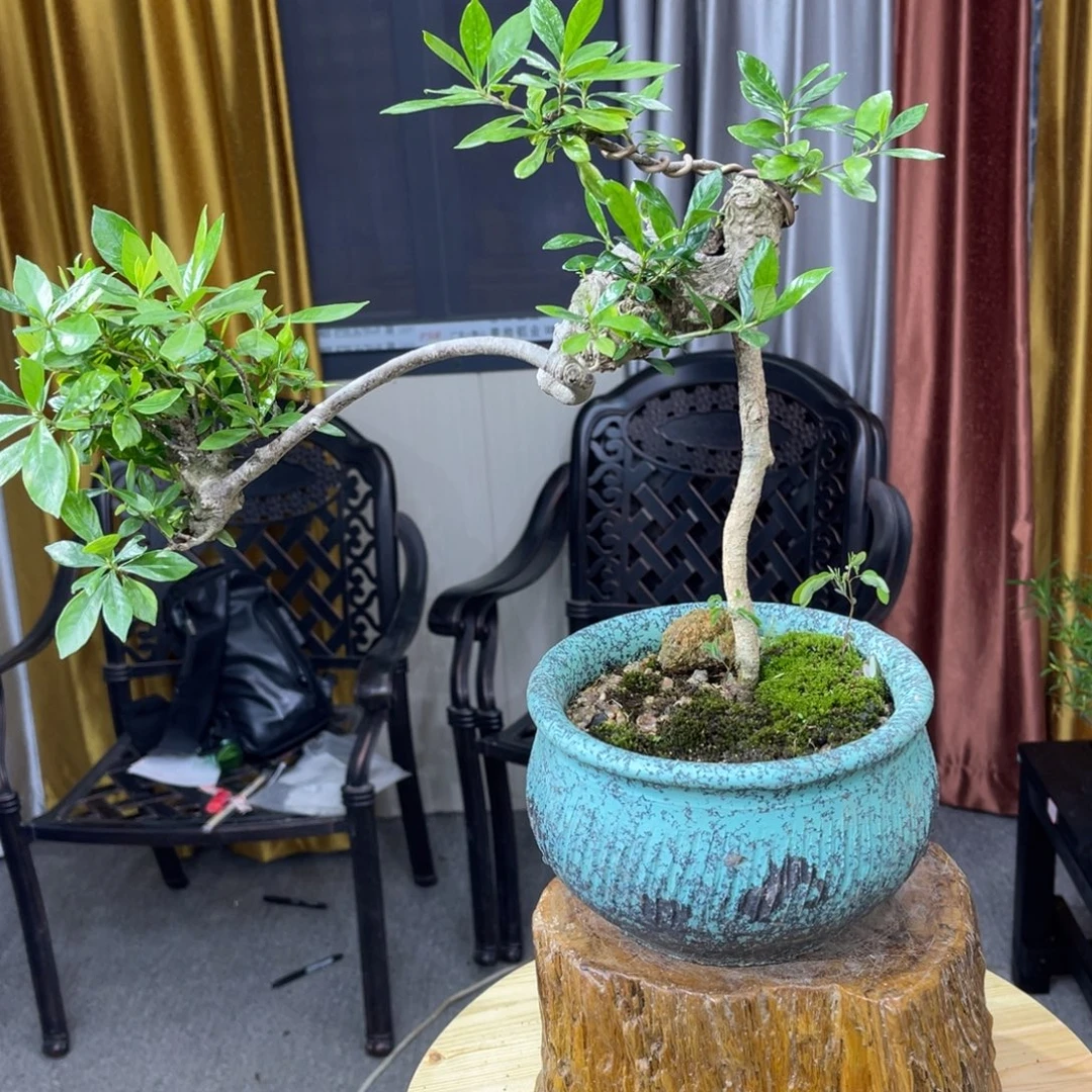 广***司无花朵1255546669888999