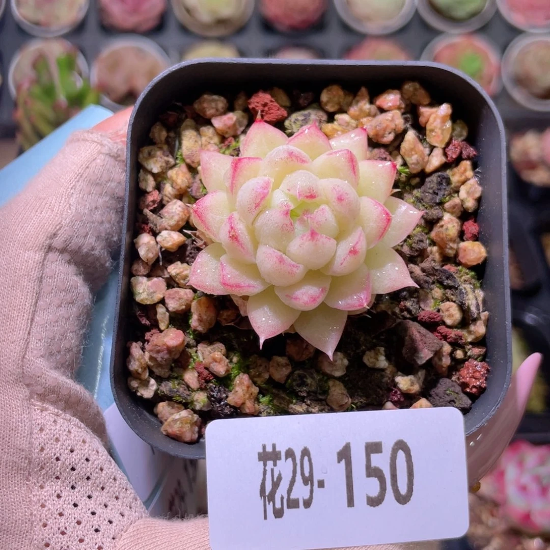 花利美29-150女王玫瑰