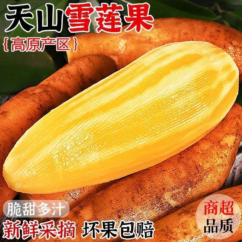 【低糖】云南天山雪莲果1斤5斤9斤清甜脆爽多汁现挖新鲜水果2