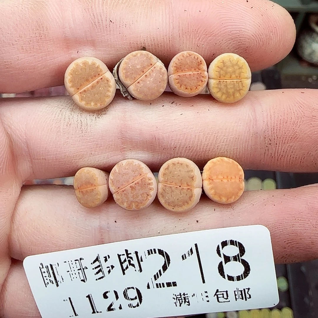 满满18包邮1129-218