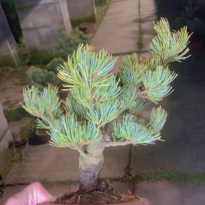 木本植物雀梅盆景