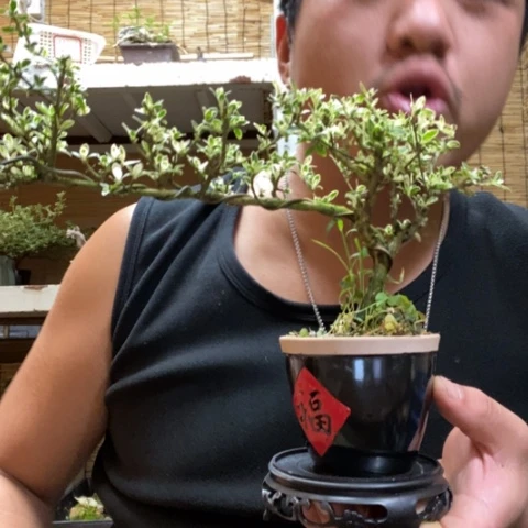 红陶鹿*铃一物一拍所见即所得26