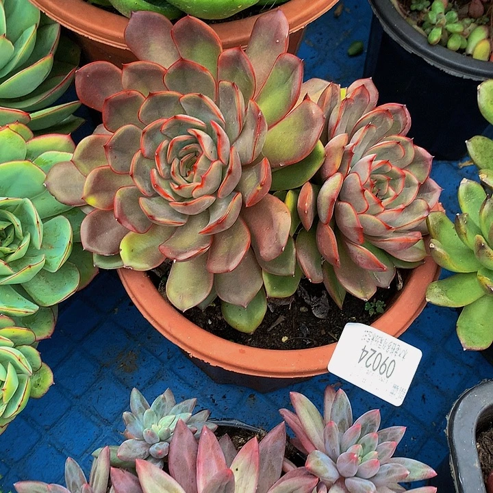 怕***爱    冰红茶多肉09024