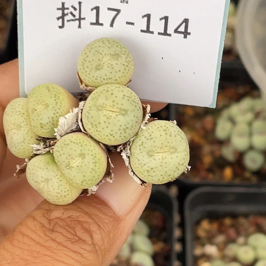 17-114肉锥多肉植物